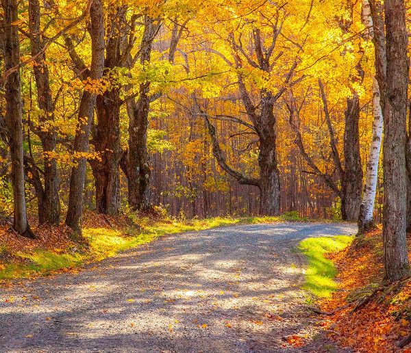 Gulin, Sylvia 아티스트의 USA-New England-Vermont tree-lined gravel road with Sugar Maple in Autumn작품입니다.